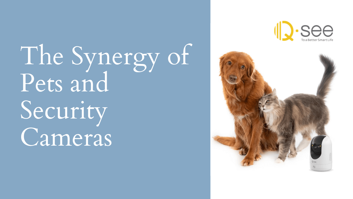 The Synergy of Pets and Security Cameras Qsee