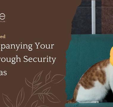 Staying Connected: Accompanying Your Pet Through Security Cameras